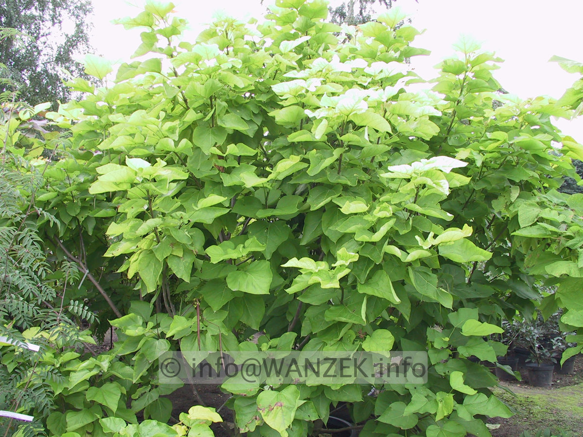 Catalpa bignonioides Aurea - Busch.jpg
